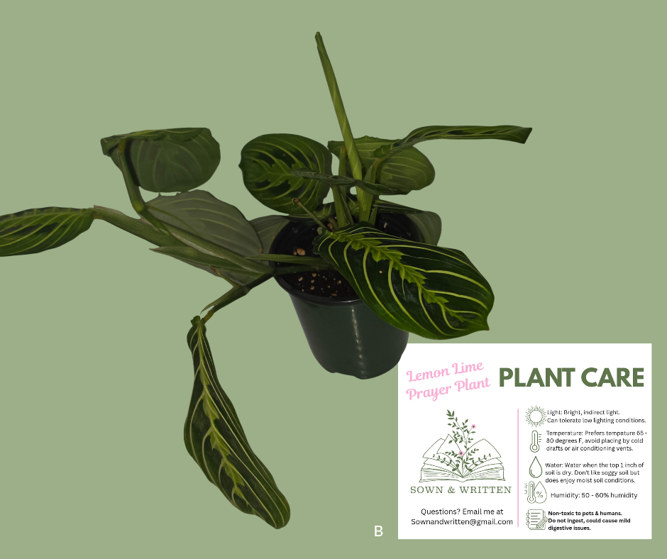 Houseplant - Indiana ONLY at this time - Lemon Lime Prayer Plant