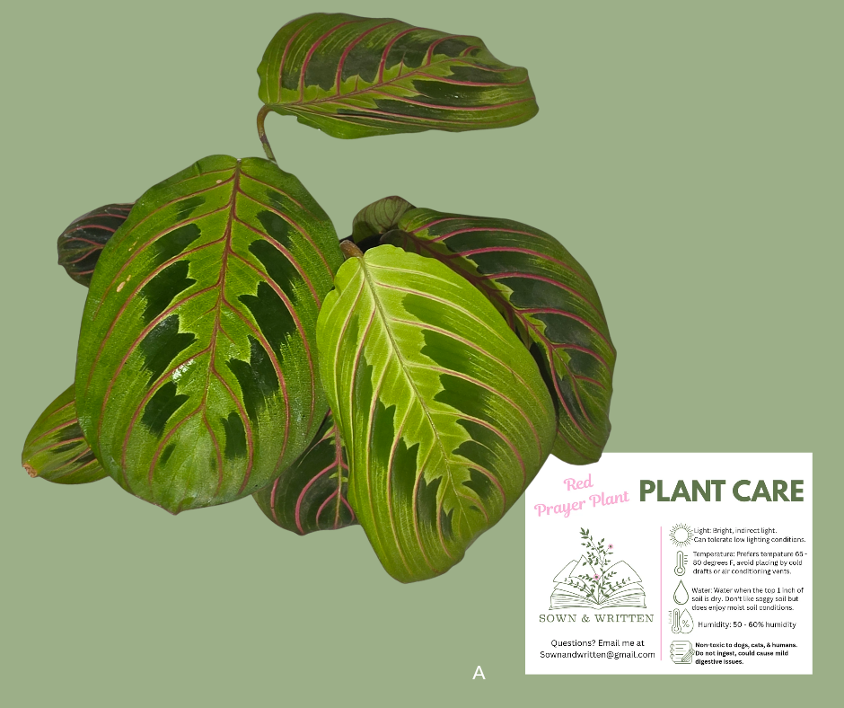 Houseplant - Indiana ONLY at this time - Red Prayer Plant