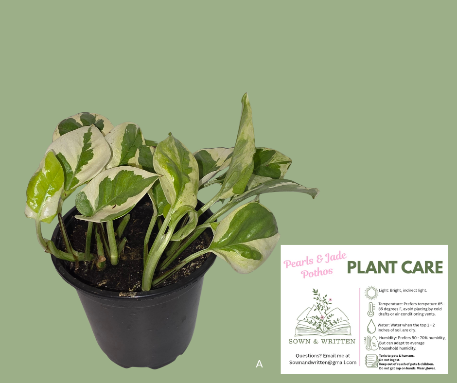 Houseplant - Indiana ONLY at this time - Pearls & Jade Pothos