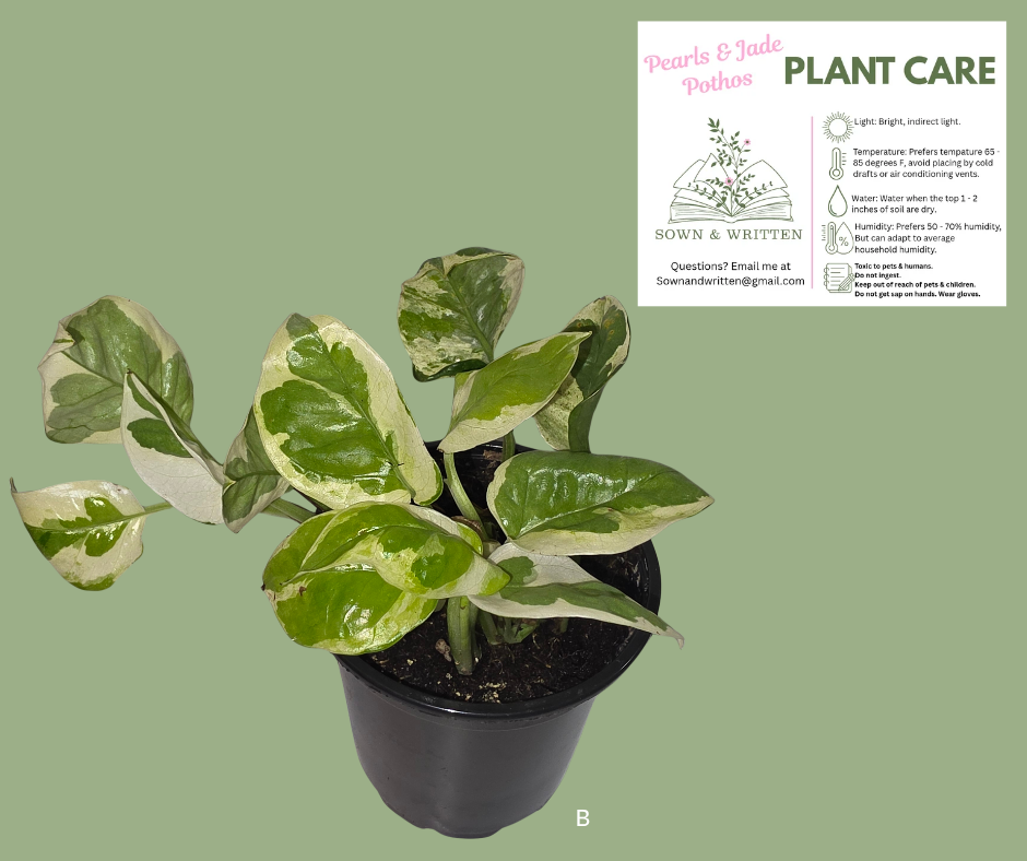 Houseplant - Indiana ONLY at this time - Pearls & Jade Pothos