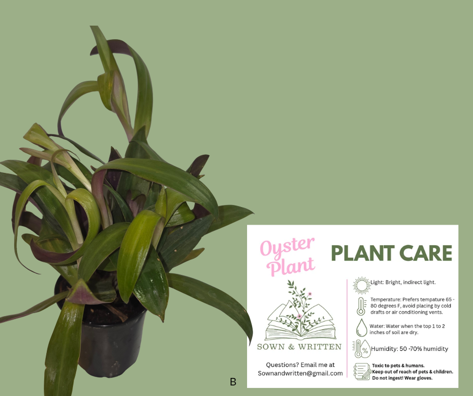 Houseplant - Indiana ONLY at this time - Oyster Plant