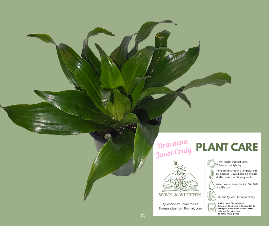 Houseplant - Indiana ONLY at this time - Dracaena Janet Craig