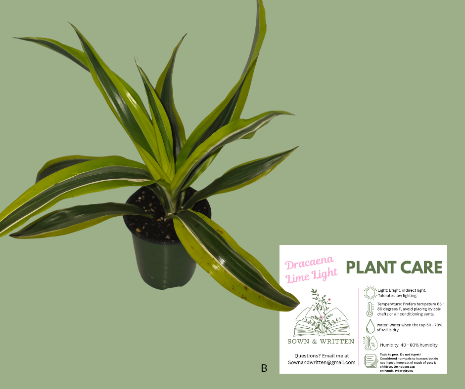 Houseplant - Indiana ONLY at this time - Dracaena Lime Light