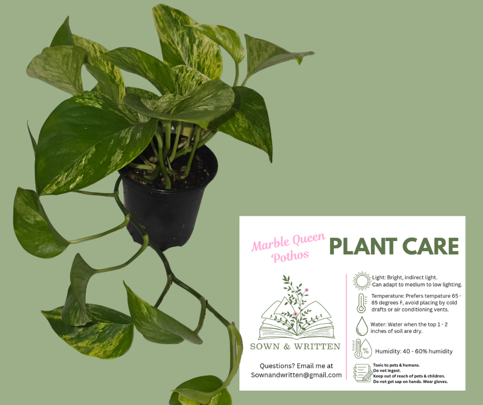 Houseplant - Indiana ONLY at this time - Pothos Marble Queen