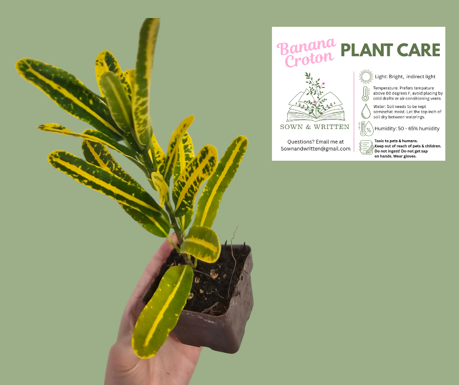 Houseplant - Indiana ONLY at this time