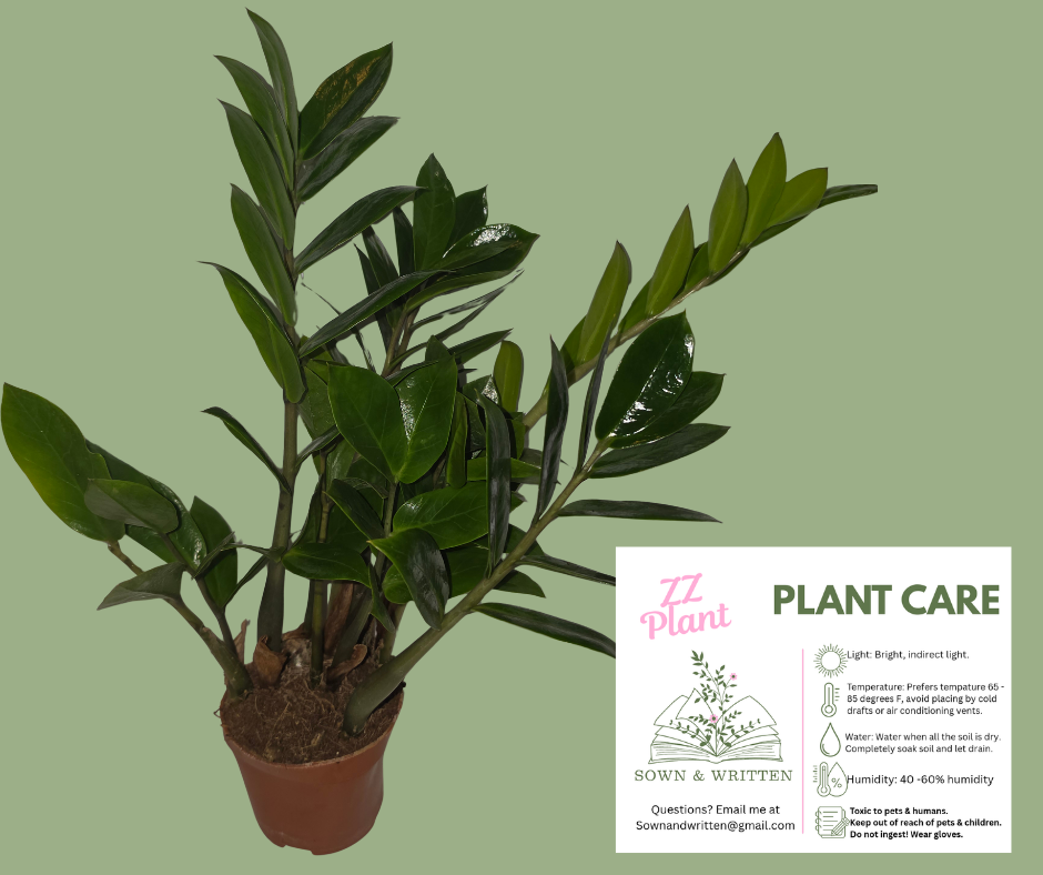 Houseplant - Indiana ONLY at this time - ZZ Plant