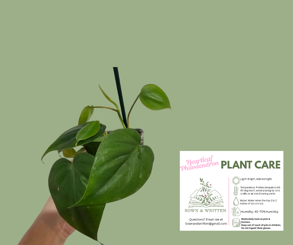Houseplant - Indiana ONLY at this time