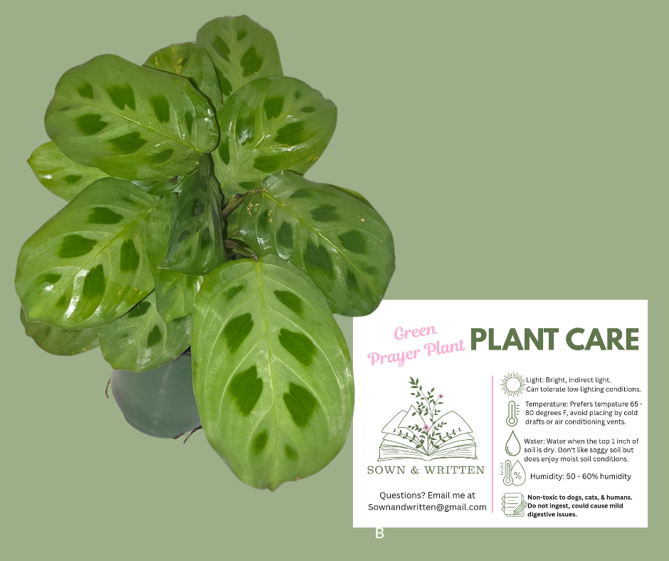 Houseplant - Indiana ONLY at this time - Green Prayer Plant