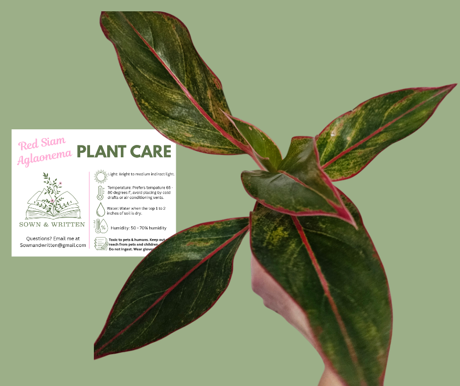 Houseplant - Indiana ONLY at this time Red Siam