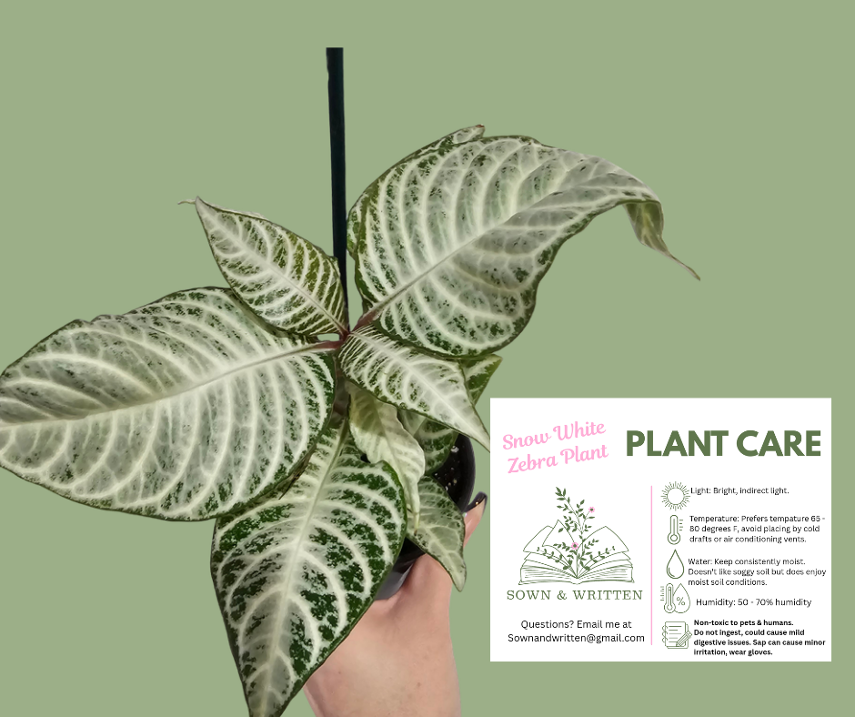 Houseplant - Indiana ONLY at this time Zebra