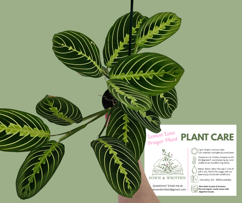 Houseplant - Indiana ONLY at this time