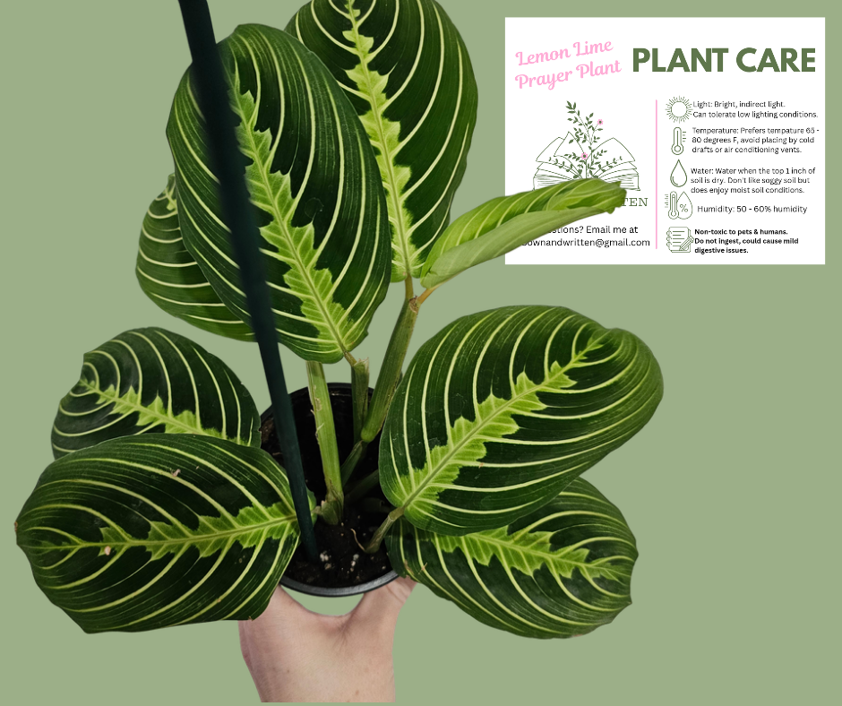 Houseplant - Indiana ONLY at this time