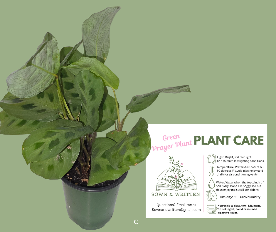 Houseplant - Indiana ONLY at this time - Green Prayer Plant