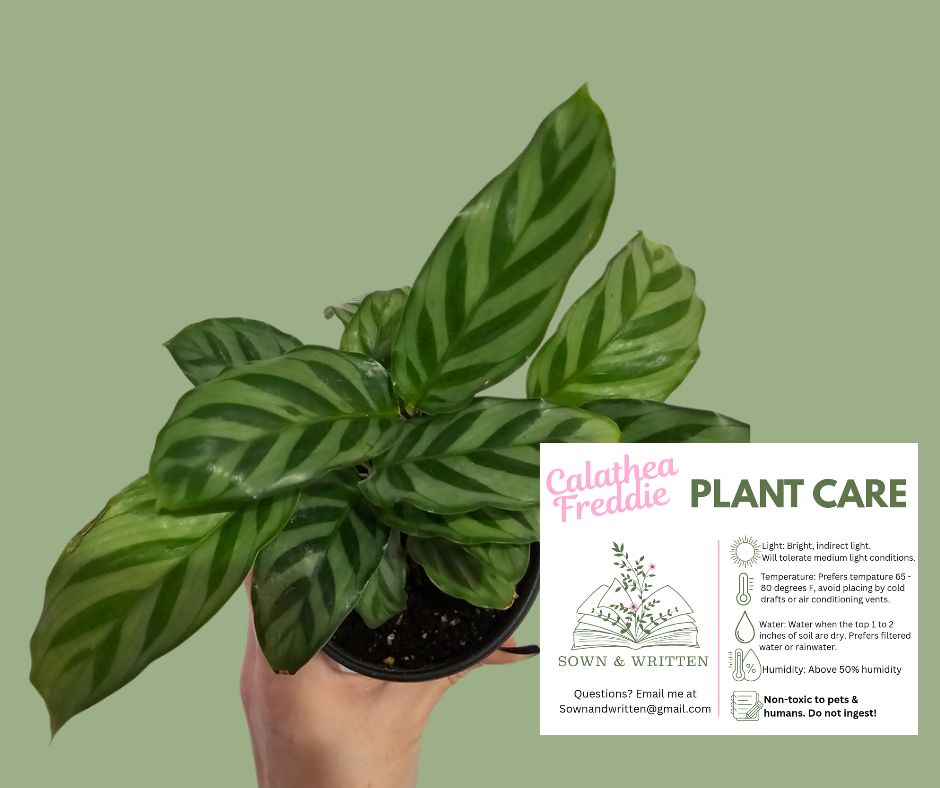 Houseplant - Indiana ONLY at this time