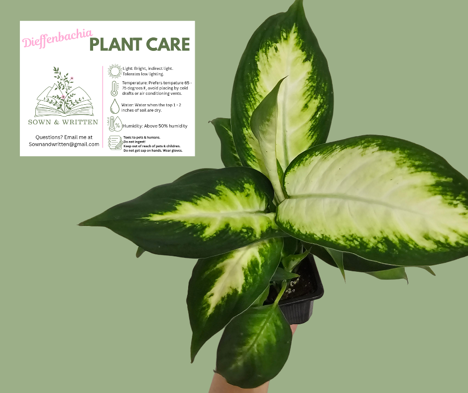 Houseplant - Indiana ONLY at this time