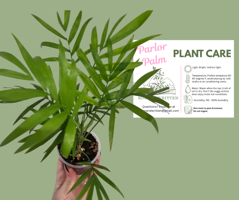 Houseplant - Indiana ONLY at this time