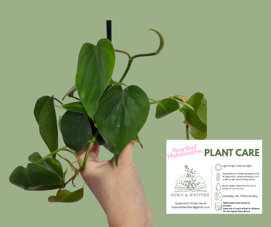 Houseplant - Indiana ONLY at this time