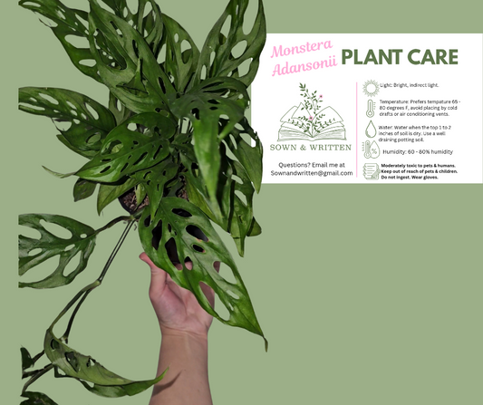 Houseplant - Indiana ONLY at this time
