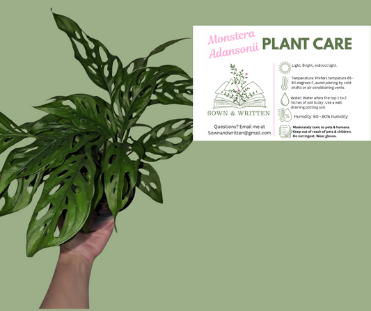 Houseplant - Indiana ONLY at this time