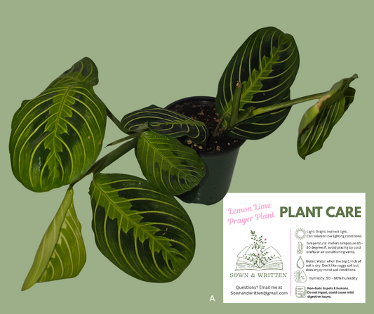 Houseplant - Indiana ONLY at this time - Lemon Lime Prayer Plant