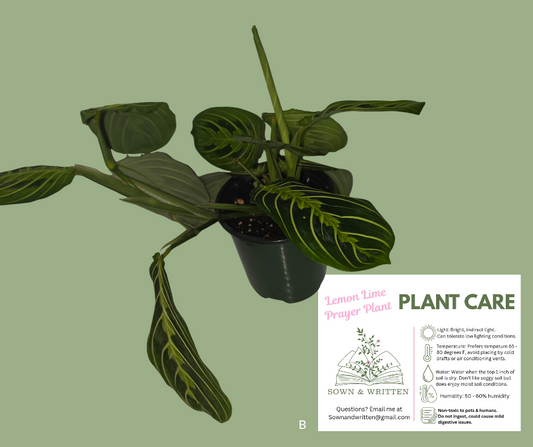 Houseplant - Indiana ONLY at this time - Lemon Lime Prayer Plant