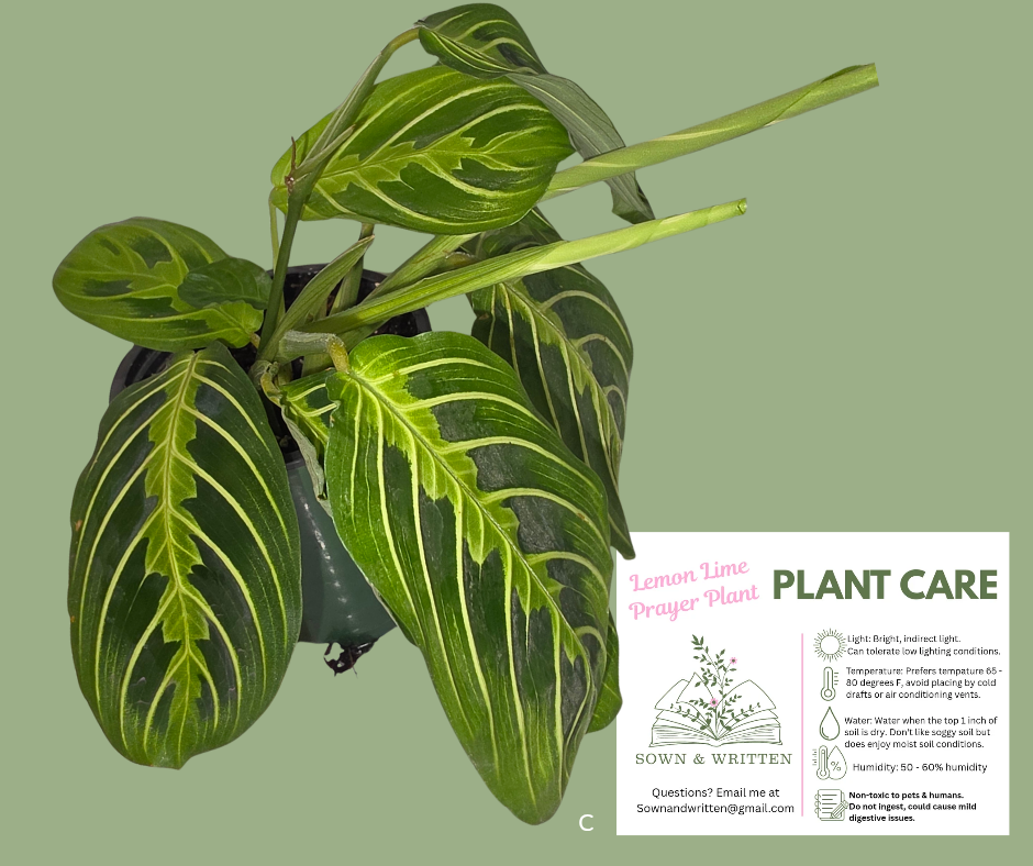 Houseplant - Indiana ONLY at this time - Lemon Lime Prayer Plant