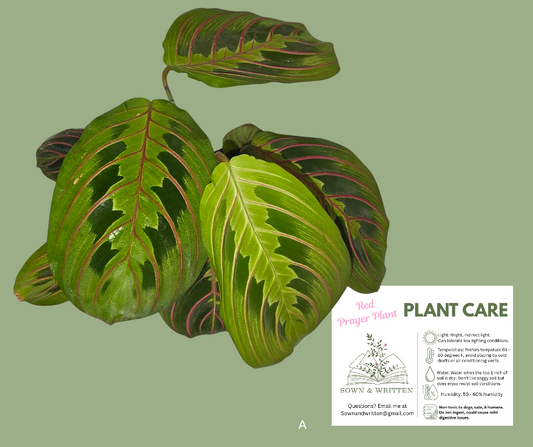 Houseplant - Indiana ONLY at this time - Red Prayer Plant