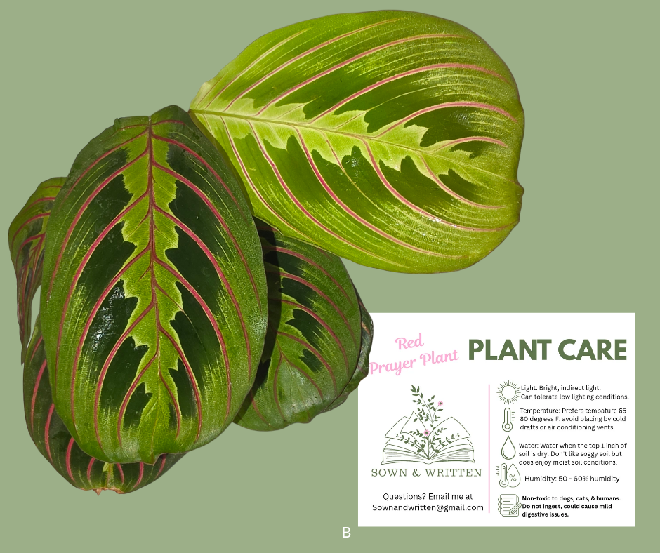 Houseplant - Indiana ONLY at this time - Red Prayer Plant