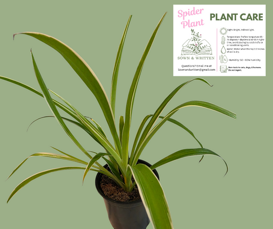 Houseplant - Indiana ONLY at this time - Spider Plant