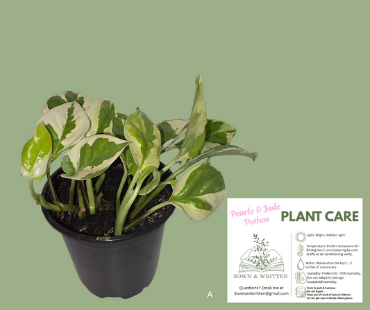 Houseplant - Indiana ONLY at this time - Pearls & Jade Pothos