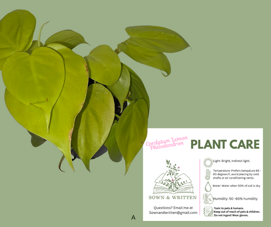 Houseplant - Indiana ONLY at this time - Cordatum Lemon Philodendron