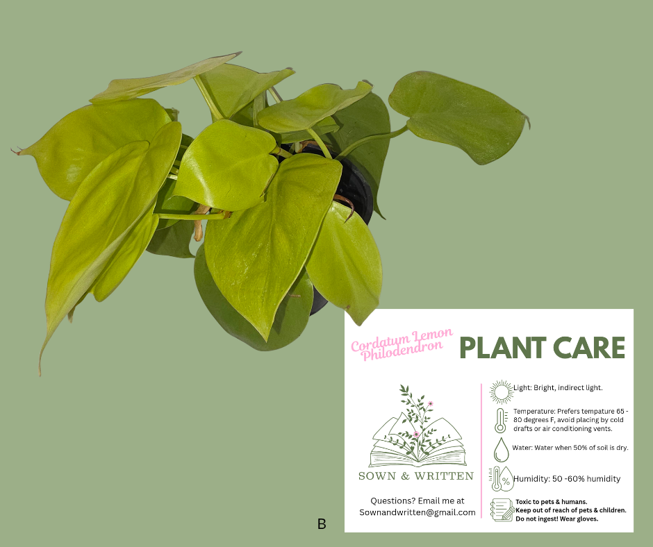 Houseplant - Indiana ONLY at this time - Cordatum Lemon Philodendron