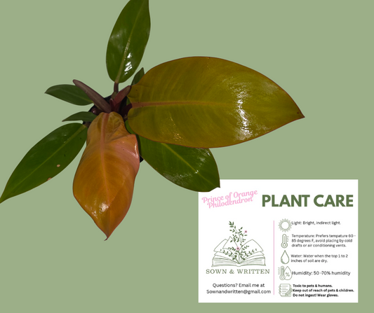 Houseplant - Indiana ONLY at this time - Prince of Orange