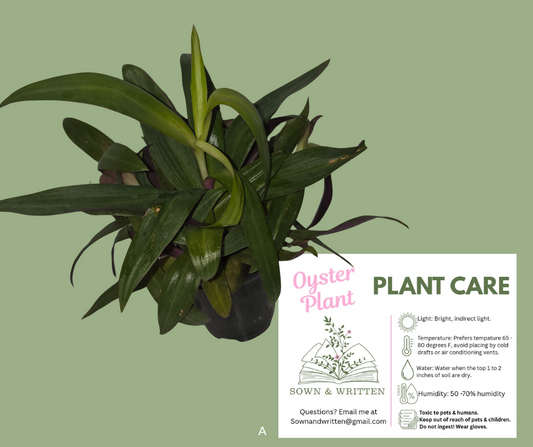 Houseplant - Indiana ONLY at this time - Oyster Plant