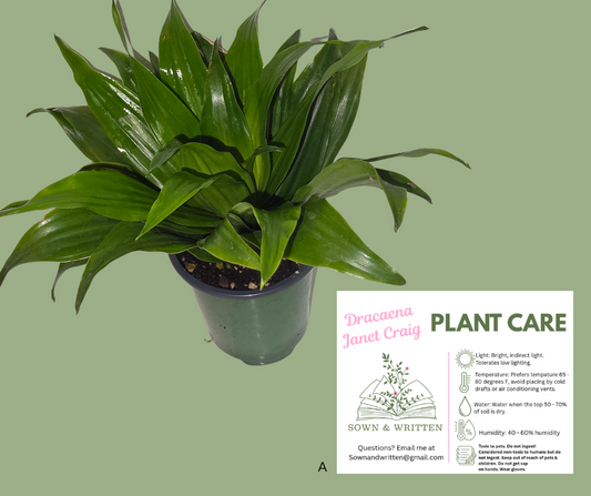Houseplant - Indiana ONLY at this time - Dracaena Janet Craig