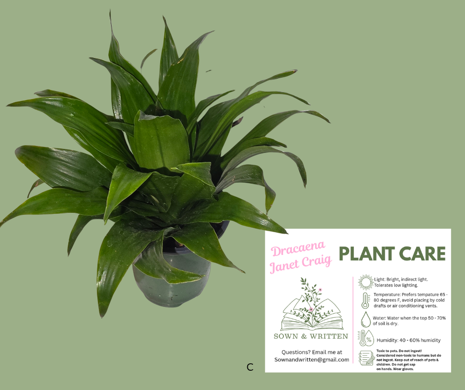 Houseplant - Indiana ONLY at this time - Dracaena Janet Craig