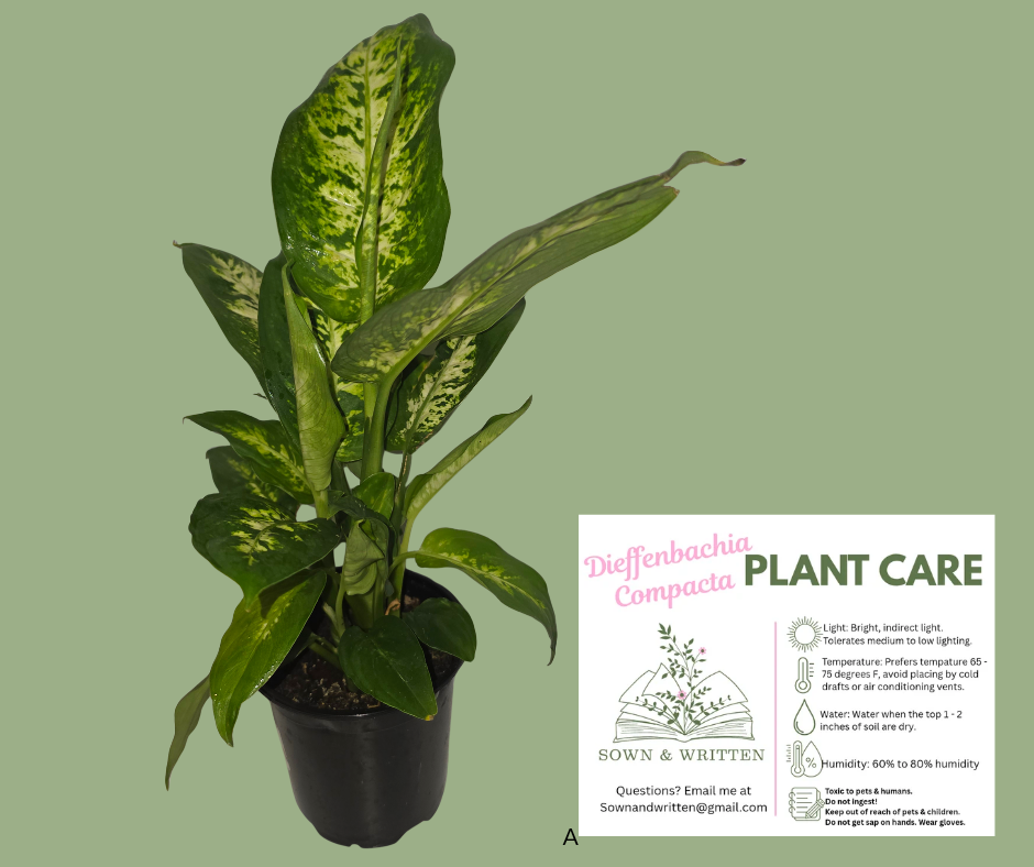 Houseplant - Indiana ONLY at this time - Dieffenbachi Compacta