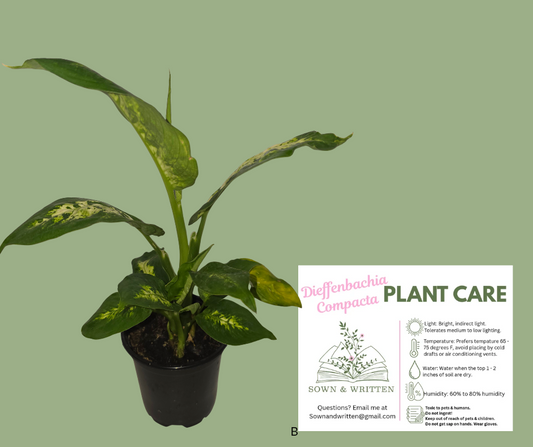 Houseplant - Indiana ONLY at this time - Dieffenbachi Compacta