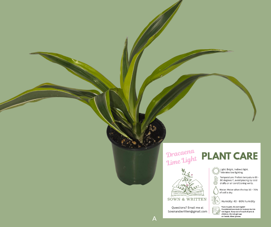 Houseplant - Indiana ONLY at this time - Dracaena Lime Light