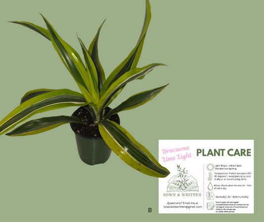 Houseplant - Indiana ONLY at this time - Dracaena Lime Light