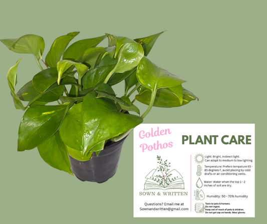Houseplant - Indiana ONLY at this time - Pothos Golden