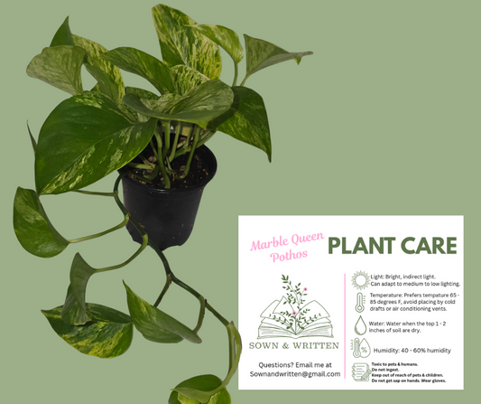 Houseplant - Indiana ONLY at this time - Pothos Marble Queen