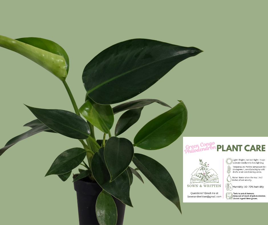 Houseplant - Indiana ONLY at this time -  Green Congo Philodendron