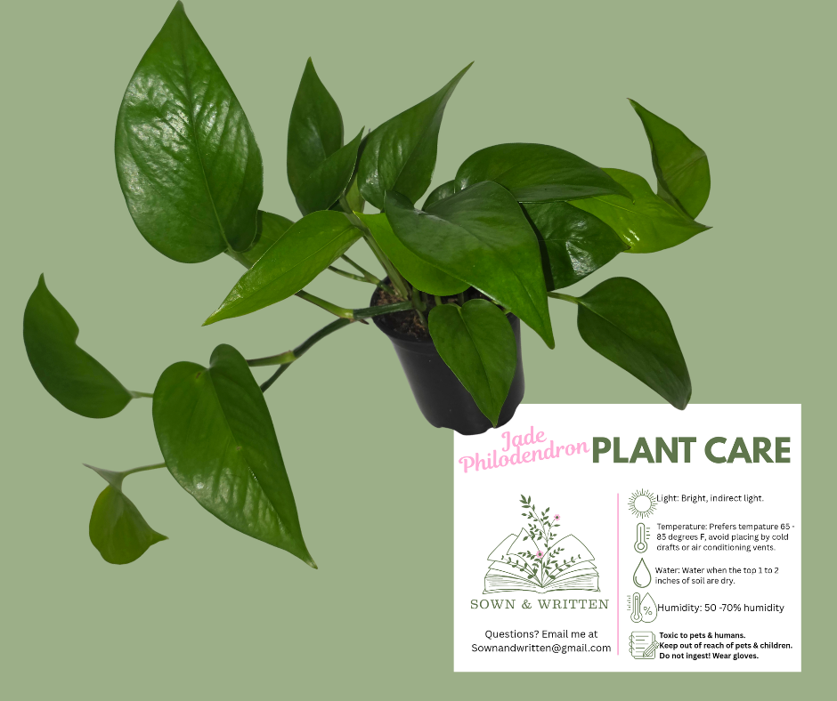 Houseplant - Indiana ONLY at this time -  Jade Philodendron