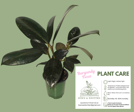Houseplant - Indiana ONLY at this time - Burgundy Ficus