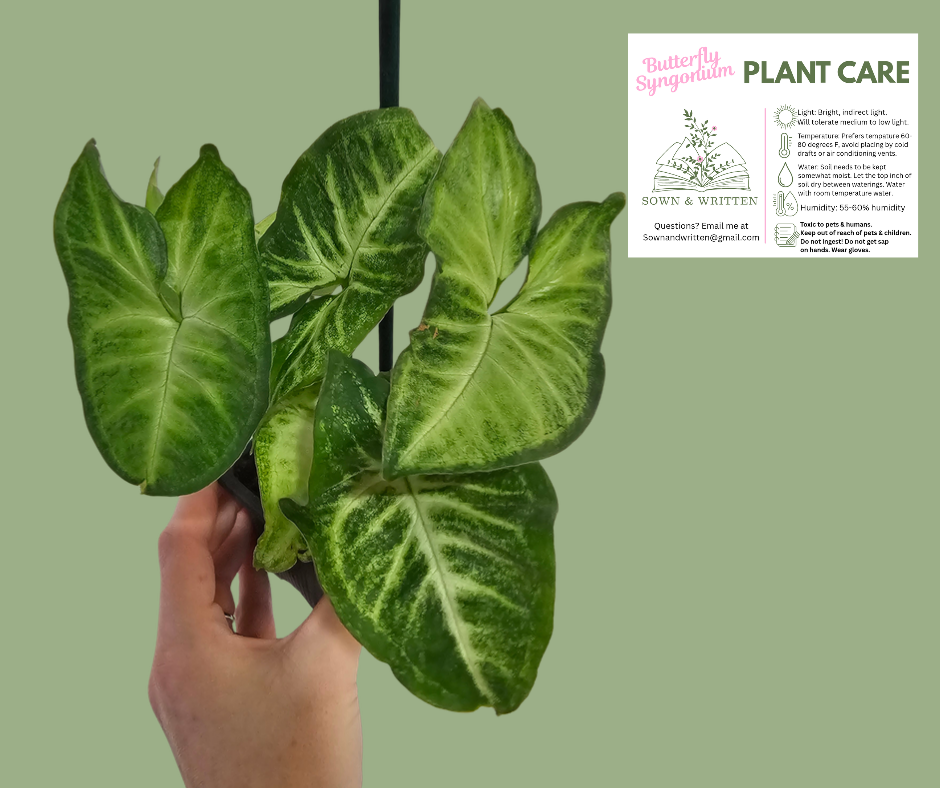 Houseplant - Indiana ONLY at this time