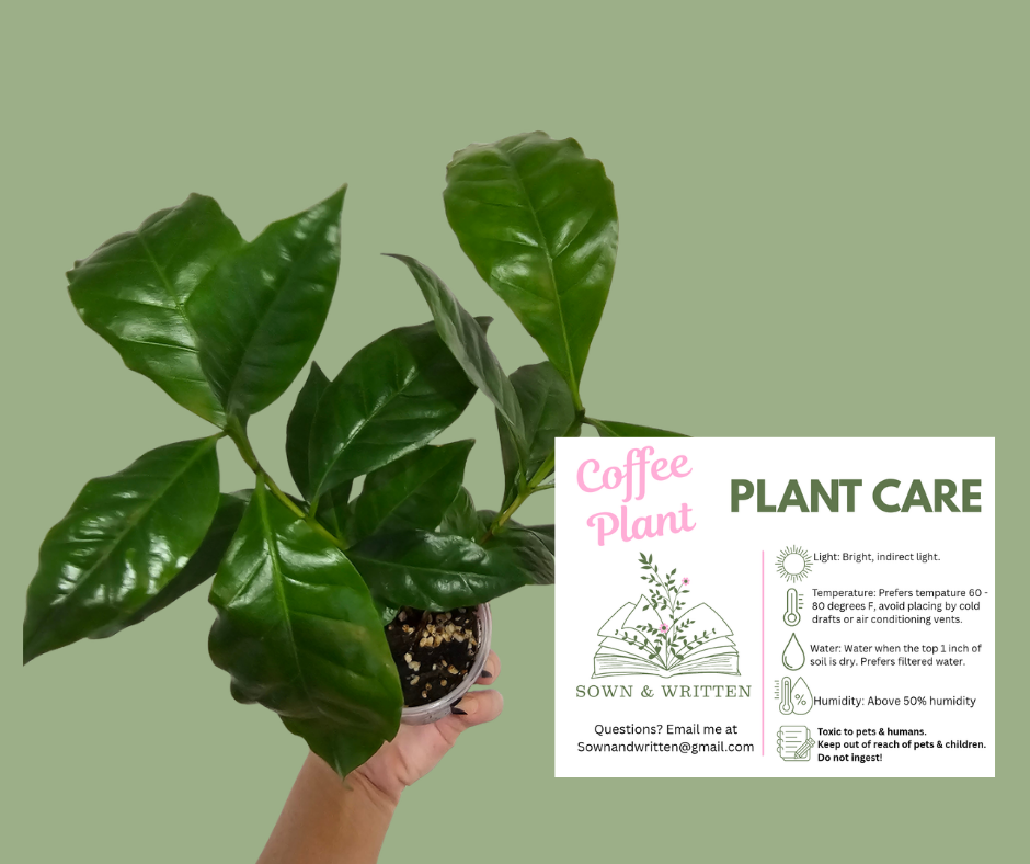 Houseplant - Indiana ONLY at this time