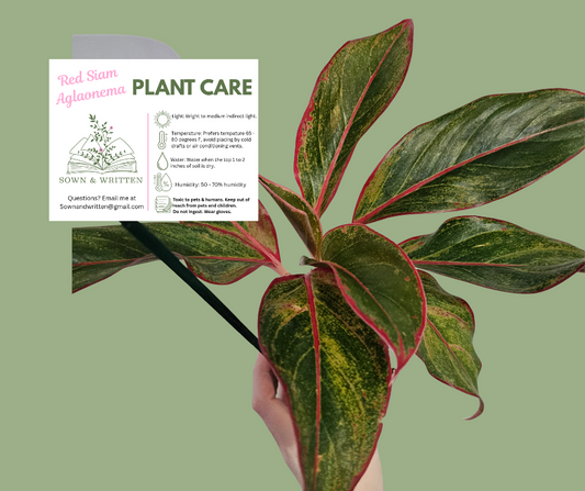 Houseplant - Indiana ONLY at this time