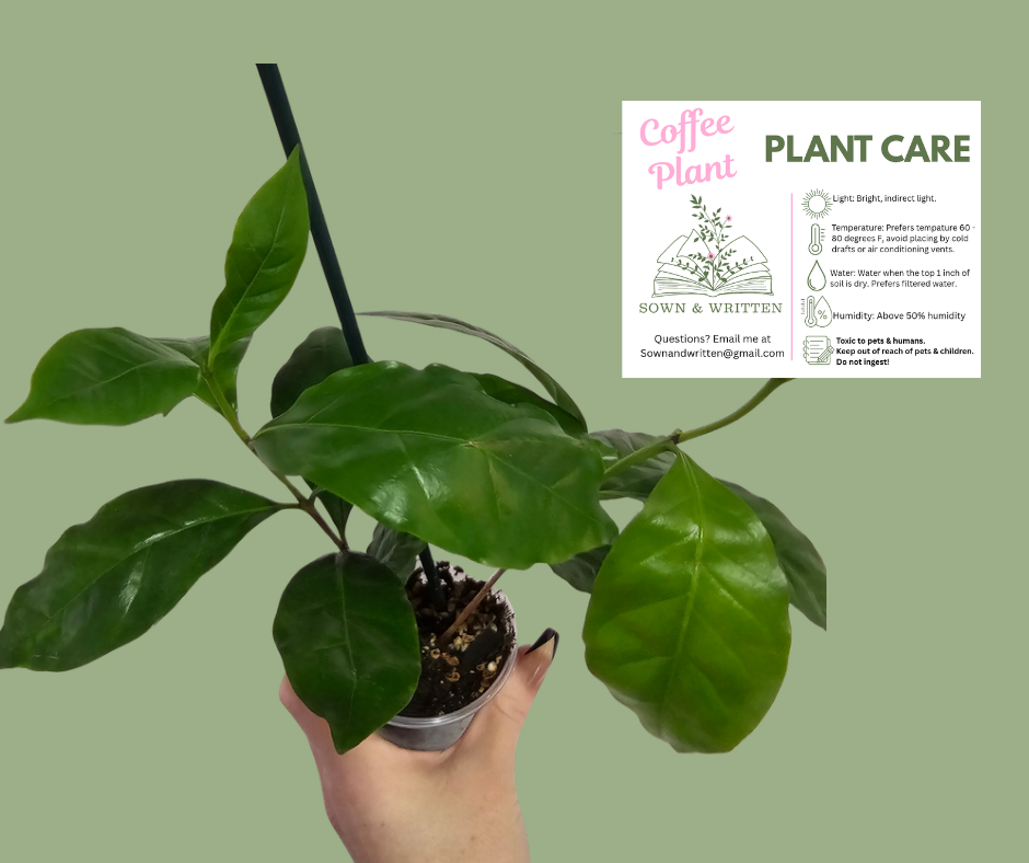 Houseplant - Indiana ONLY at this time