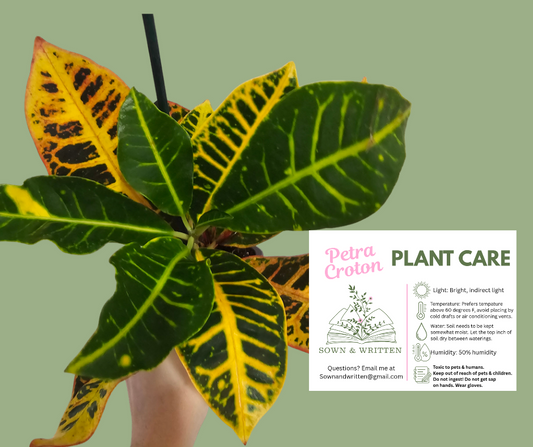 Houseplant - Indiana ONLY at this time